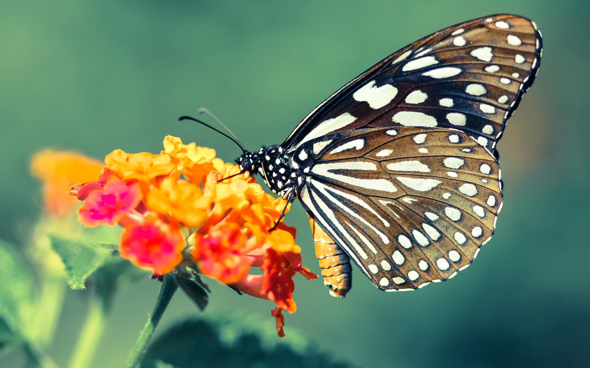跨越大陆的对决，富安健洋如何在土耳其与新西兰的鏖战中成为关键先生