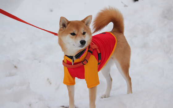 开云官网-心脏被锁链缠住，快船如何用连续得分压制76人的恩比德体系
